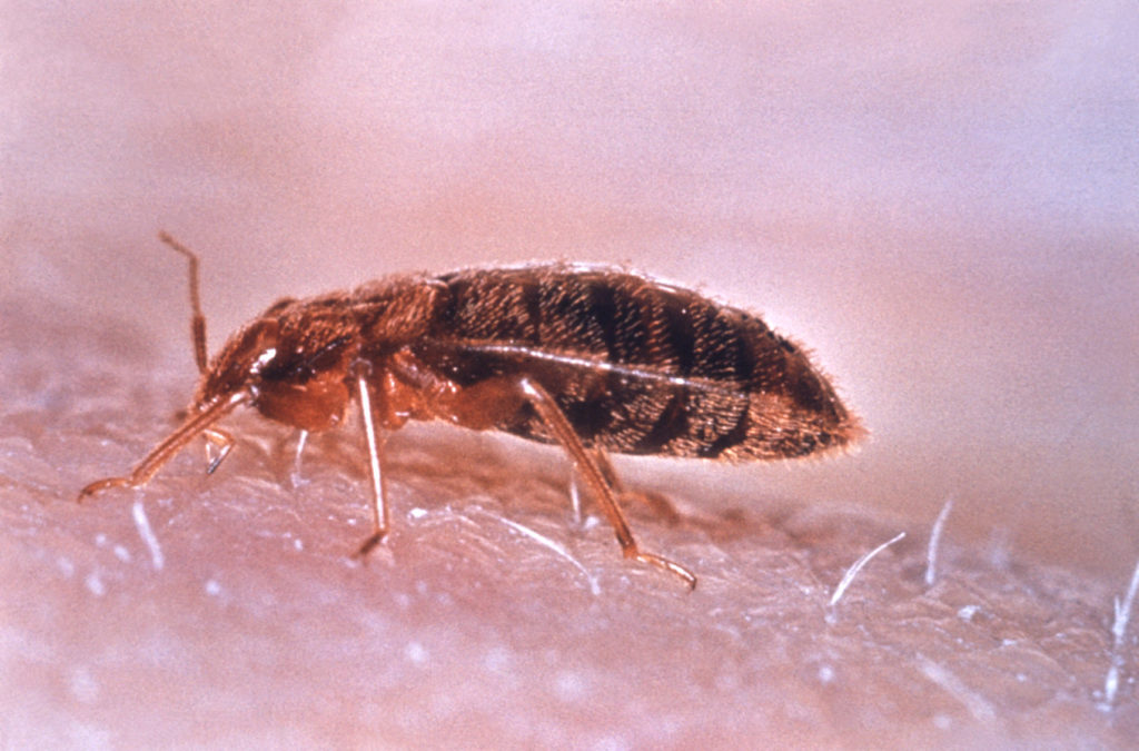 Cimex lecturalius (Centers for Disease Control and Prevention, USA)